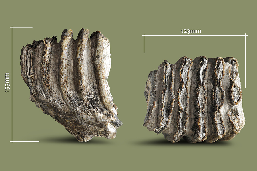 geologicheskij-muzej-skfu-popolnitsya-redkimi-ehksponatami-ncfu-ru-01